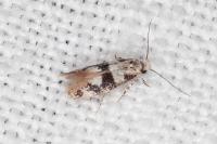 Infurcitinea atrifasciella
