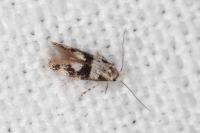 Infurcitinea atrifasciella