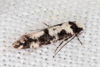 Neurothaumasia ankerella