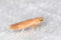 Tischeria decidua