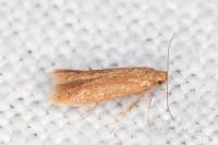 Tischeria decidua