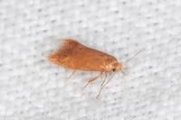 Tischeria decidua