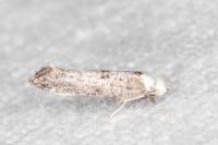 Paraswammerdamia albicapitella