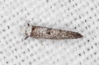 Paraswammerdamia albicapitella