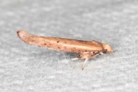 Zelleria hepariella