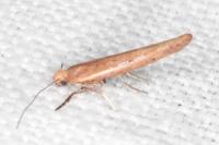 Zelleria hepariella
