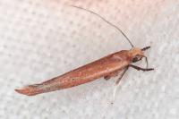 Zelleria hepariella