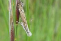 Isophrictis