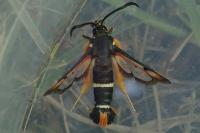 Pyropteron chrysidiforme