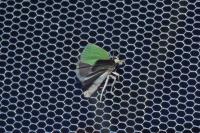 Tortrix viridana
