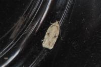 Agonopterix arenella