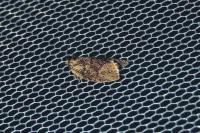 Ptycholoma lecheana
