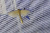 Phragmataecia castaneae