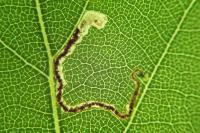 Stigmella betulicola