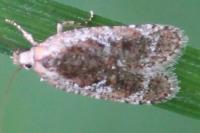 Agonopterix hypericella