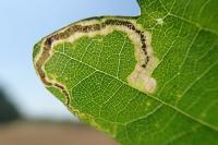 Stigmella ruficapitella