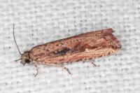 Bactra venosana