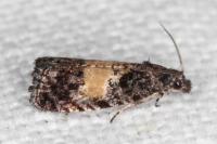 Endothenia nigricostana