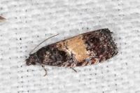 Endothenia nigricostana