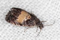 Endothenia nigricostana