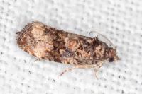 Endothenia