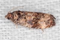 Endothenia