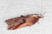 Acleris cristana