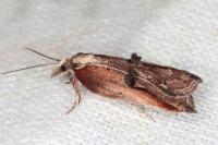 Acleris cristana