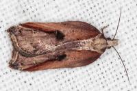 Acleris cristana