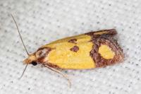 Agapeta zoegana