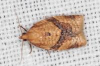 Clepsis consimilana