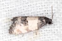 Propiromorpha rhodophana