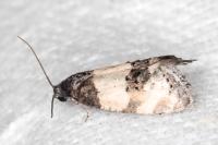 Propiromorpha rhodophana