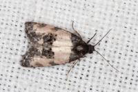 Propiromorpha rhodophana