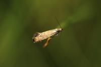 Glyphipterix thrasonella