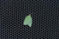 Tortrix viridana