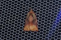 Archips podana