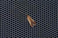 Dichomeris ustalella