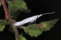 Coleophora