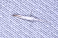 Coleophora