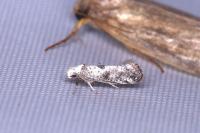 Paraswammerdamia albicapitella