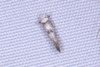 Paraswammerdamia albicapitella
