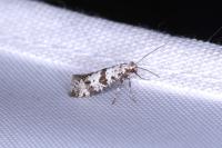 Scythropia crataegella
