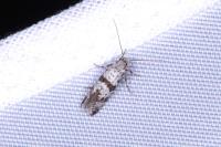 Scythropia crataegella