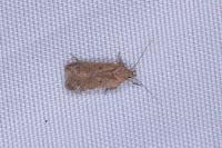 Bryotropha