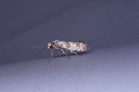 Scythropia crataegella