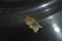 Choristoneura hebenstreitella