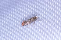 Swammerdamia pyrella