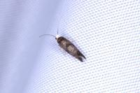 Swammerdamia pyrella