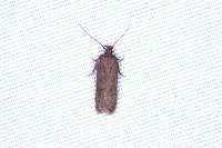 Bryotropha
